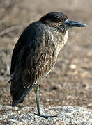 Yellow-crowned Night Heron