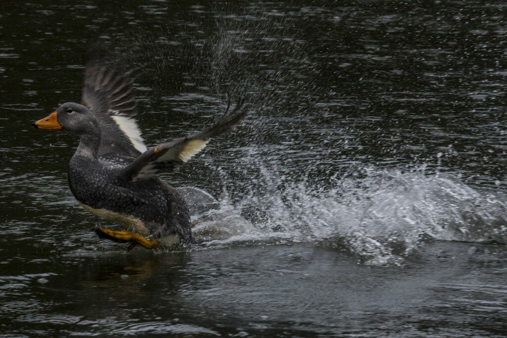 Fuegian Steamer Duck