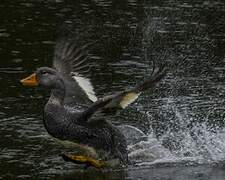 Fuegian Steamer Duck