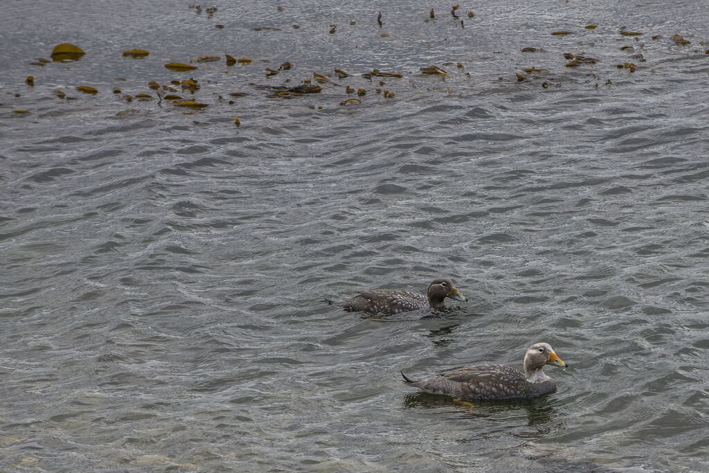 Flying Steamer Duck