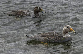 Flying Steamer Duck