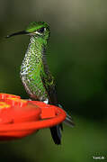 Green-crowned Brilliant