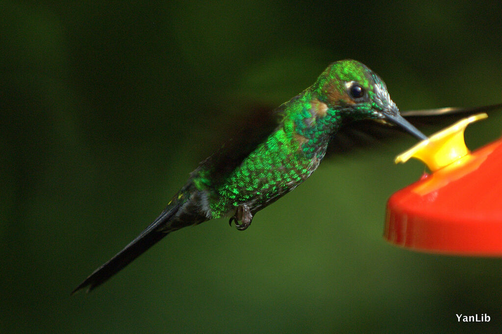 Green-crowned Brilliant