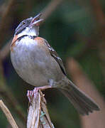 Rufous-collared Sparrow