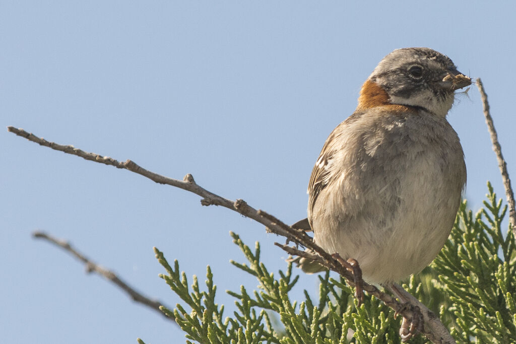 Rufous-collared Sparrow