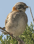 Rufous-collared Sparrow