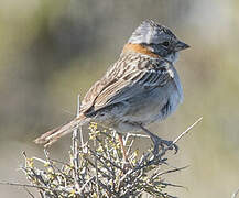 Rufous-collared Sparrow