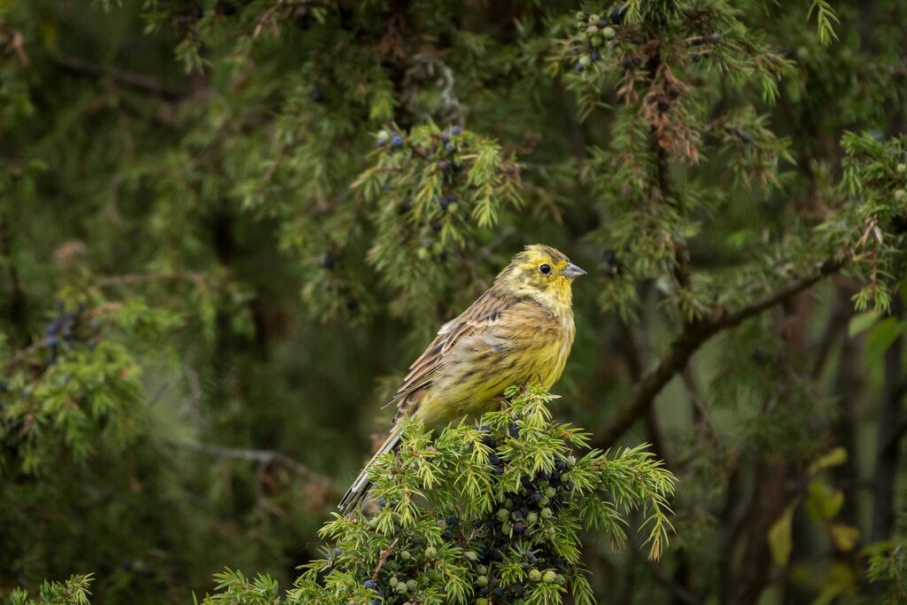 Yellowhammer