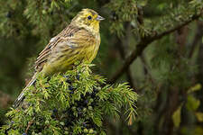 Bruant jaune