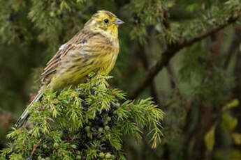 Bruant jaune