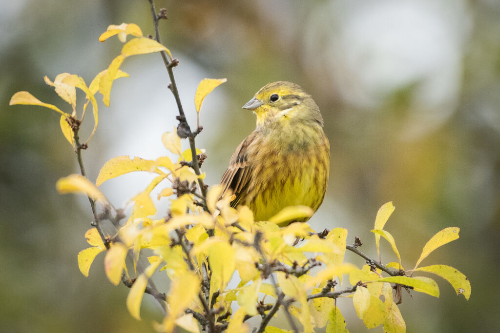 Bruant jaune