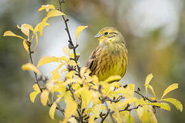 Bruant jaune