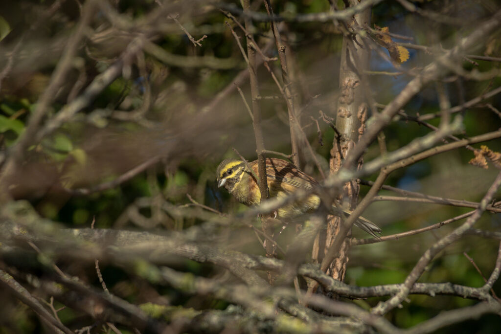 Cirl Bunting