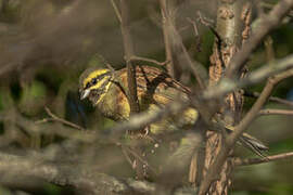 Cirl Bunting