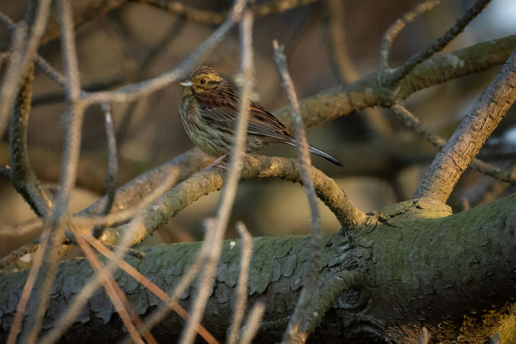 Cirl Bunting