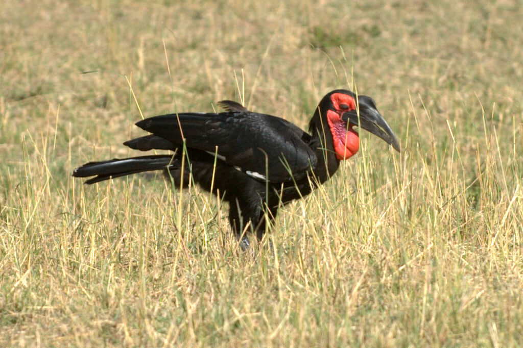 Southern Ground Hornbill