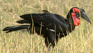 Southern Ground Hornbill