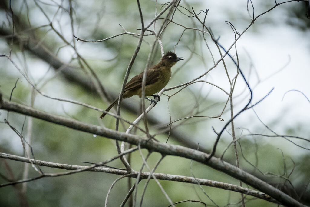 Bulbul à poitrine jaune