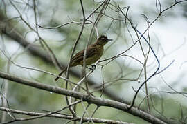 Bulbul à poitrine jaune