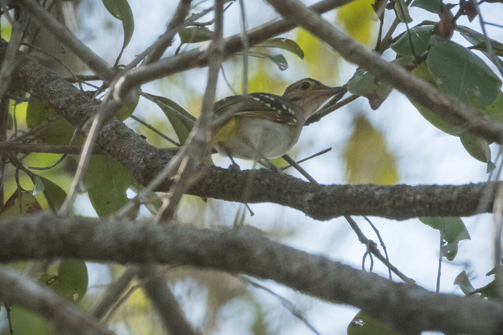 Bulbul à tête brune