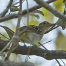 Bulbul à tête brune