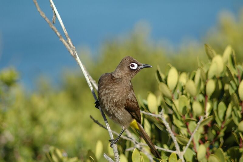 Bulbul du Cap