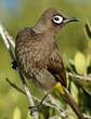 Bulbul du Cap