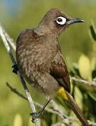 Cape Bulbul