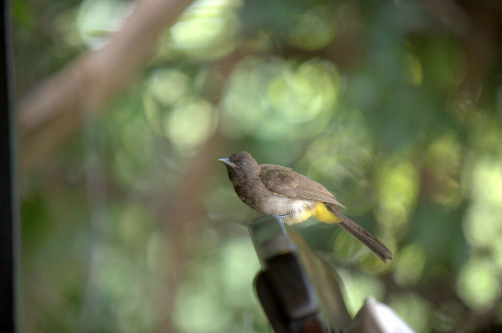 Dark-capped Bulbul