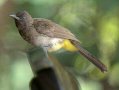 Dark-capped Bulbul