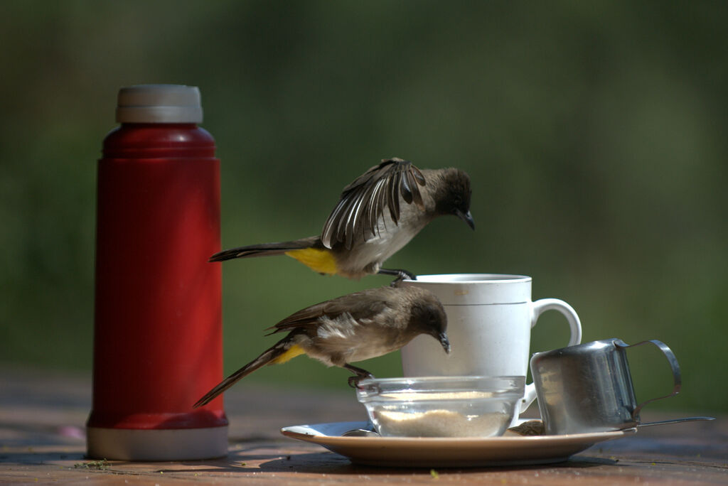 Bulbul tricolore