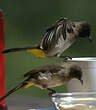 Bulbul tricolore