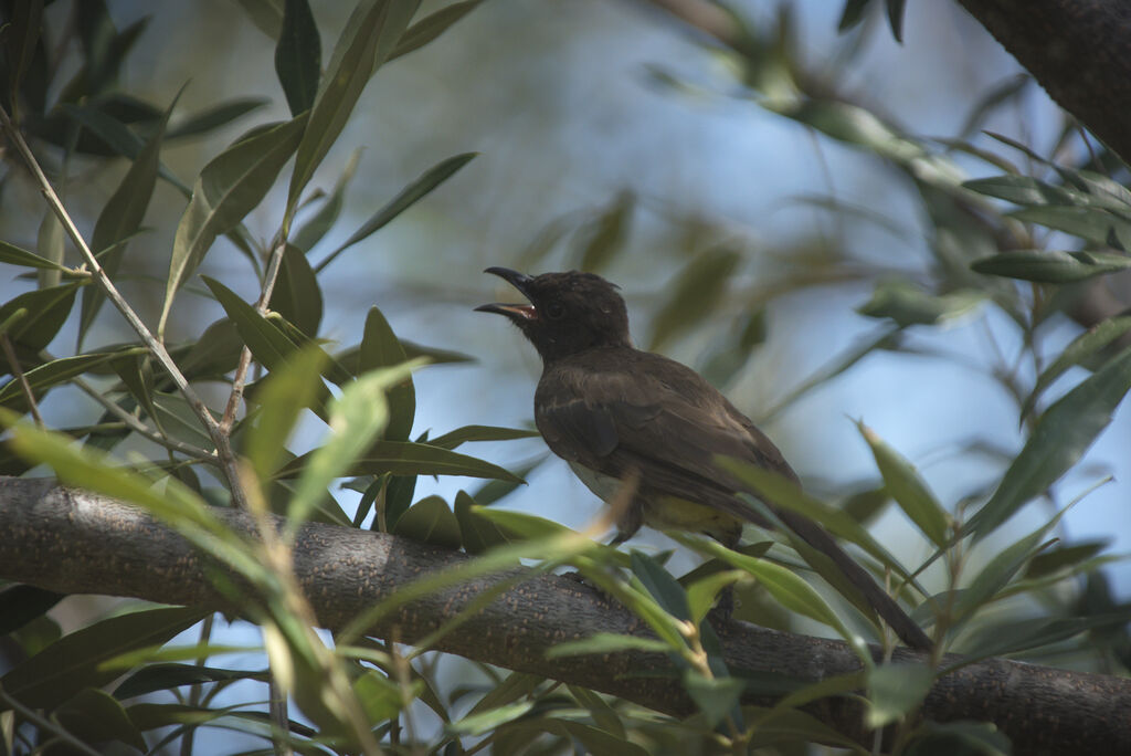 Bulbul tricolore