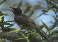 Dark-capped Bulbul