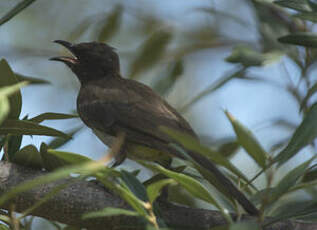 Bulbul tricolore