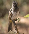 Bulbul tricolore