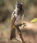 Dark-capped Bulbul