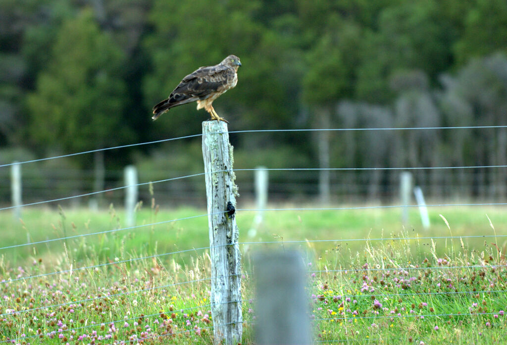 Swamp Harrier