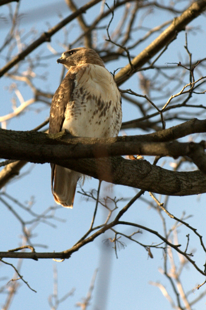 Red-tailed Hawk