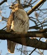 Red-tailed Hawk