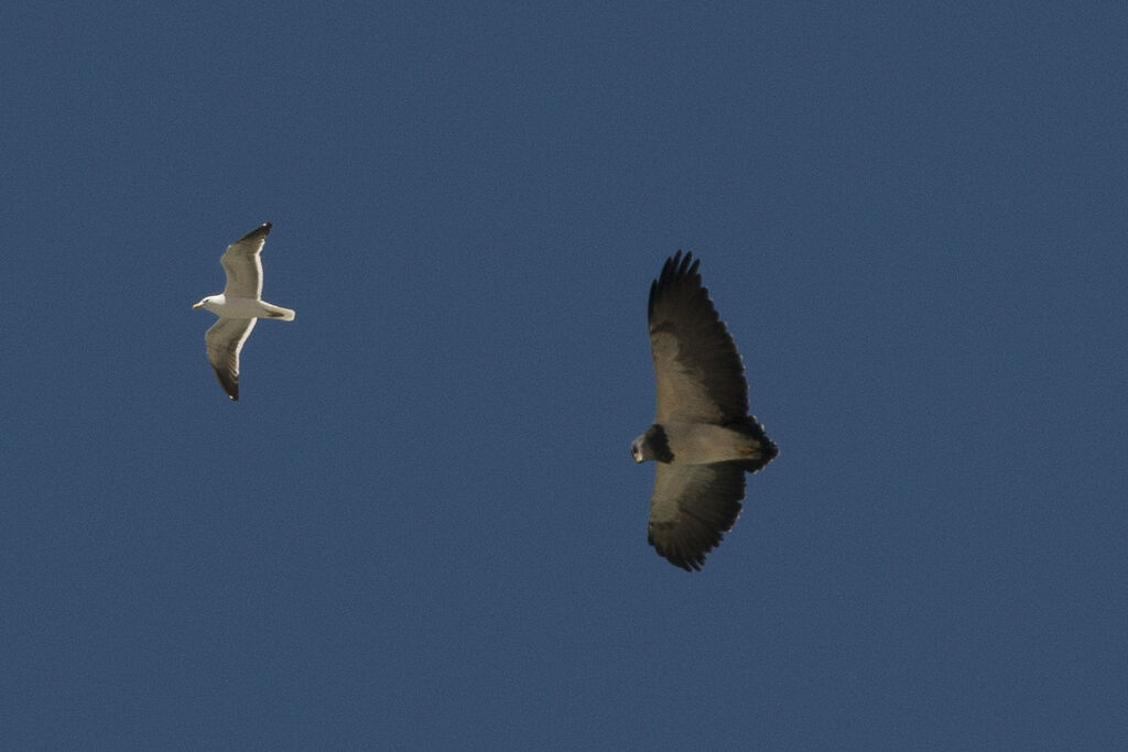 Black-chested Buzzard-Eagle