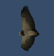 Black-chested Buzzard-Eagle