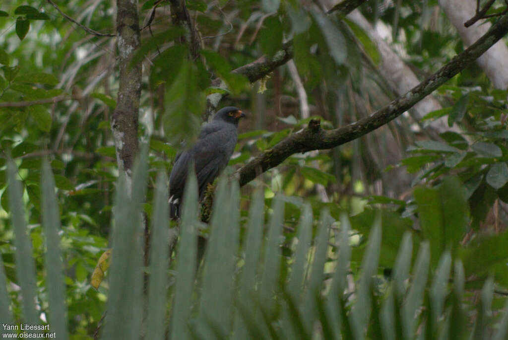 Slate-colored Hawkadult