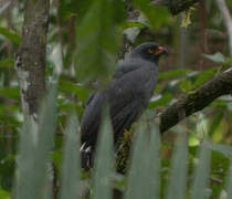 Slate-colored Hawk