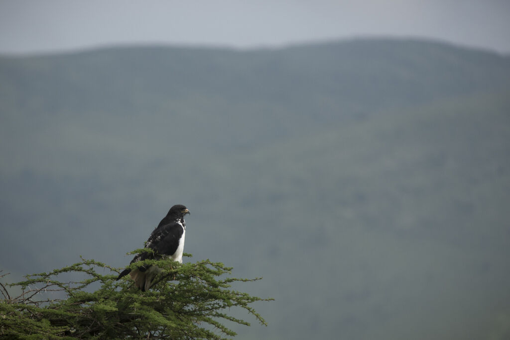 Augur Buzzard