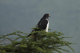 Augur Buzzard