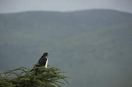 Augur Buzzard