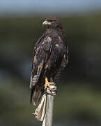 Augur Buzzard