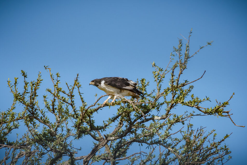 Augur Buzzard