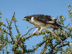 Augur Buzzard